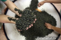 Как собирают чай в Таиланде Как собирают чай в Таиланде