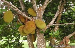 Самые известные приметы Таиланда Самые известные приметы Таиланда