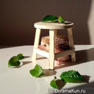 Самый милый ежик в мире Самый милый ежик в мире