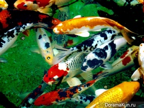 fish koi