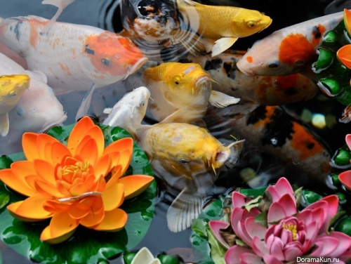 fish koi