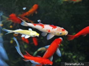 fish koi