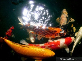 fish koi