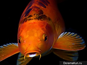 fish koi