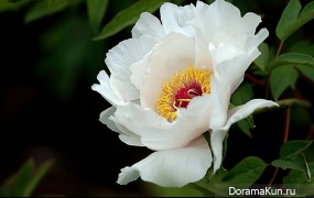 festival of peonies in Luoyang