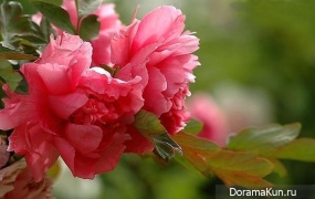 festival of peonies in Luoyang