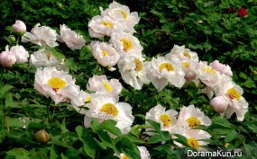 festival of peonies in Luoyang