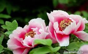 festival of peonies in Luoyang