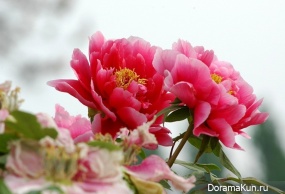 festival of peonies in Luoyang