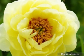 festival of peonies in Luoyang