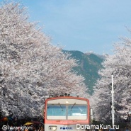 Jinhae-Cherry-Blossom-Festival