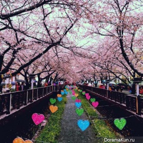 Jinhae-Cherry-Blossom-Festival