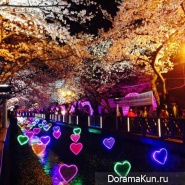 Jinhae-Cherry-Blossom-Festival