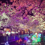 Jinhae-Cherry-Blossom-Festival