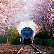 Jinhae-Cherry-Blossom-Festival