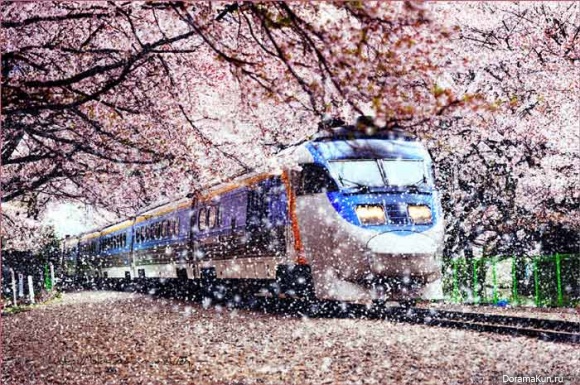 Jinhae-Cherry-Blossom-Festival