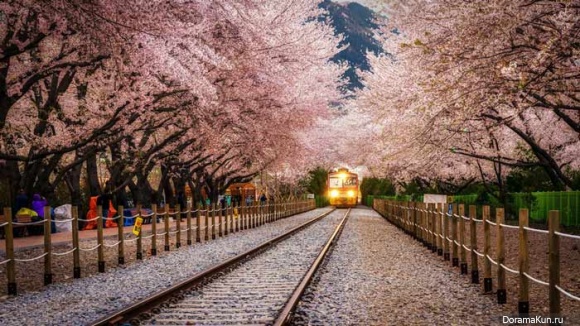 Jinhae-Cherry-Blossom-Festival
