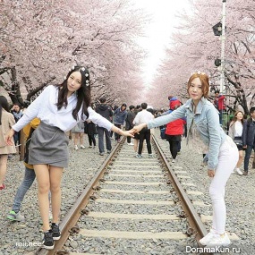 Jinhae-Cherry-Blossom-Festival