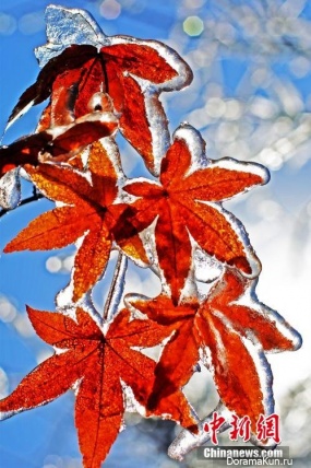 first frost China