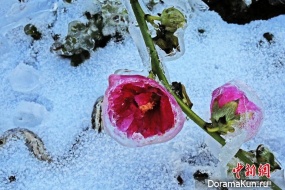 first frost China