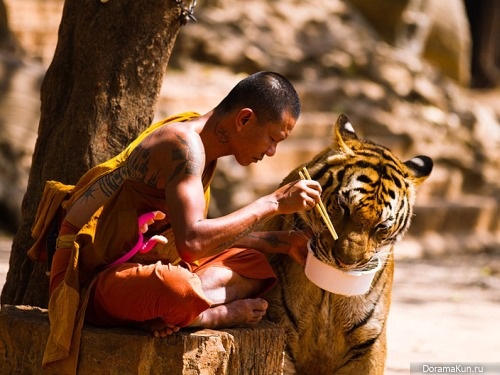 Tiger temple