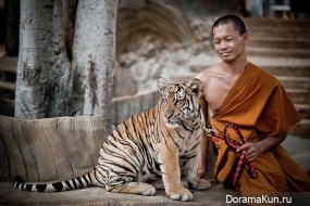 Tiger temple