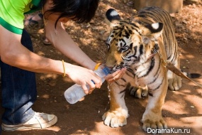 Tiger temple