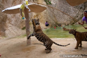 Tiger temple