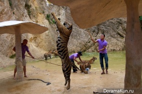 Tiger temple