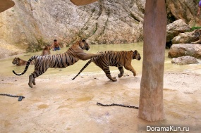 Tiger temple