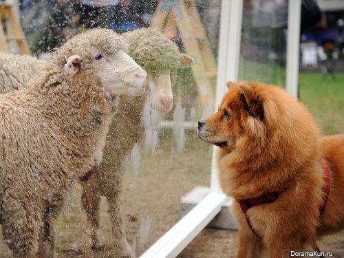 Chinese dog breeds