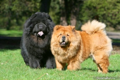 Chow-Chow