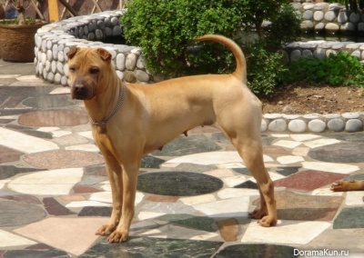 Shar Pei