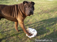 Shar Pei