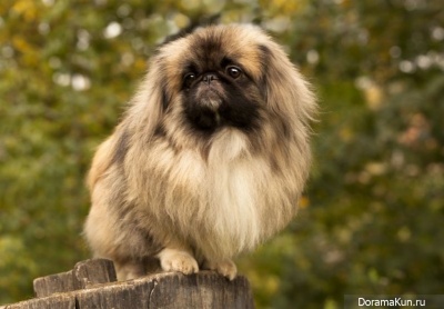 Pekingese