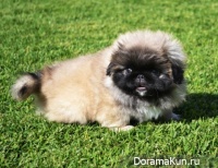 Pekingese