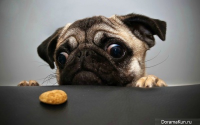 Pug