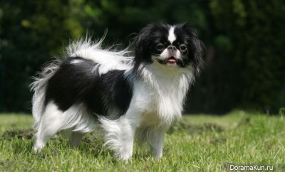 Japanese chin