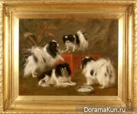 Japanese chin