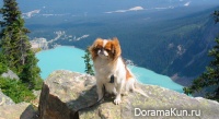 Japanese chin