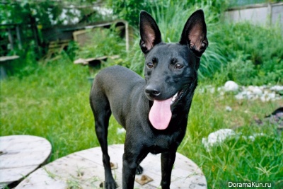 The Taiwan dog