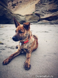 The Taiwan dog