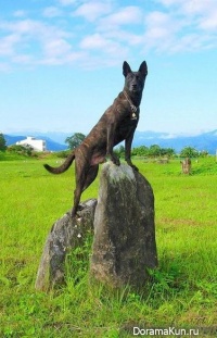 The Taiwan dog