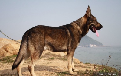 Kunming shepherd