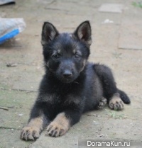 Kunming shepherd