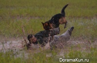 Kunming shepherd