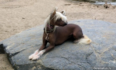 Chinese crested