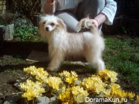 Chinese crested