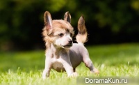 Chinese crested