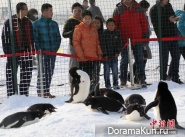 The Snow Carnival